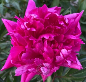 Thumbnail of Peony Krejser Avrora, image 2 of 2