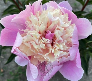 Thumbnail of Peony Kurilskie Ostrova, image 1 of 3