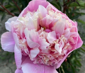 Thumbnail of Peony Kurilskie Ostrova, image 2 of 3