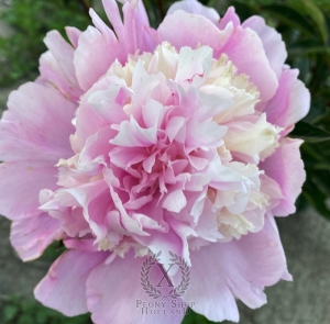 Thumbnail of Peony Kurilskie Ostrova, image 3 of 3