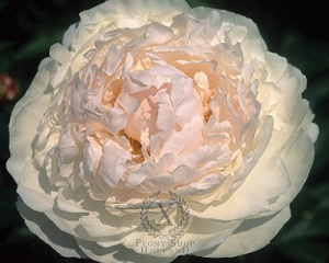 Thumbnail of Peony La Lorraine, image 1 of 1