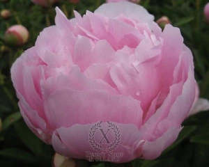 Thumbnail of Peony La Perle, image 1 of 1