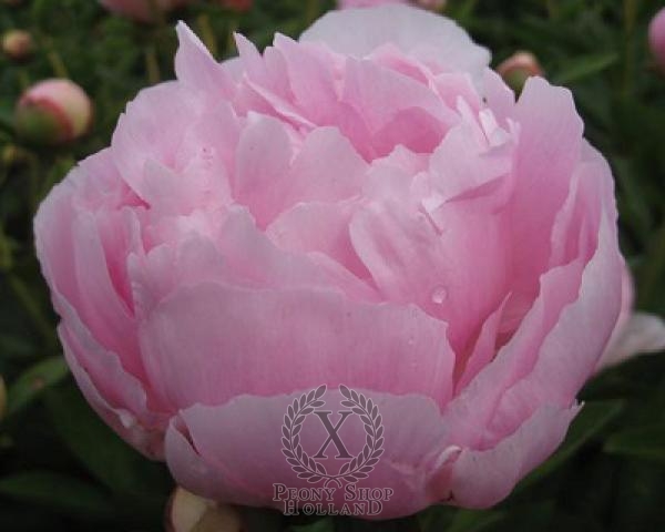 Peony La Perle