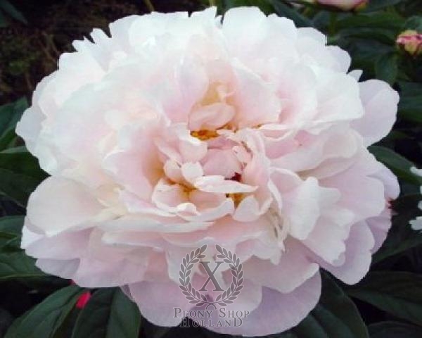 Peony Lady Alexandra Duff