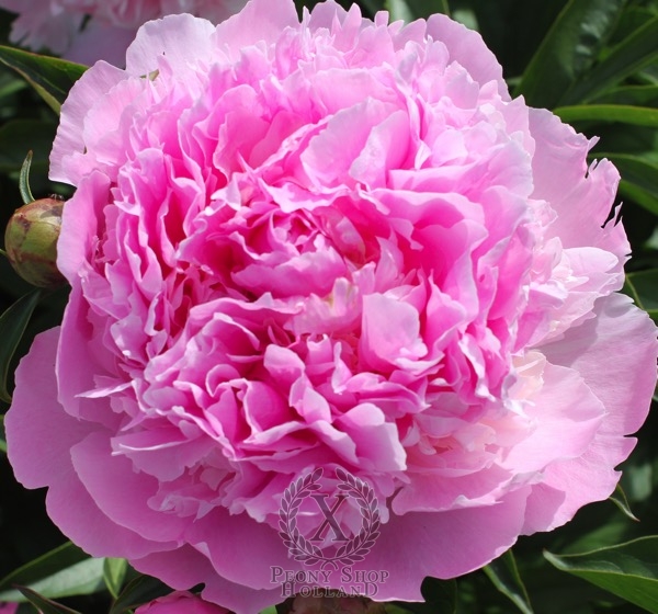 Peony Lady Anna