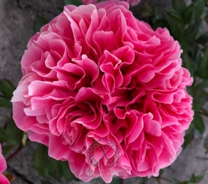 Thumbnail of Peony Lady of Rome®, image 1 of 2