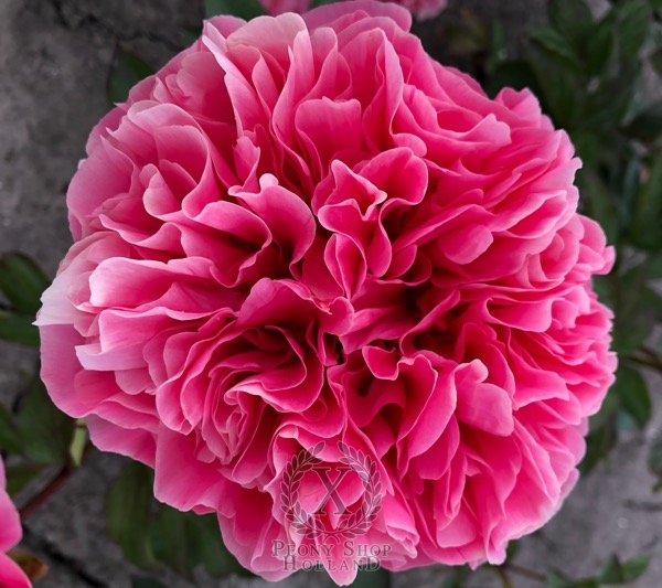 Peony Lady of Rome®