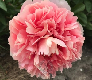 Thumbnail of Peony Lady of Rome®, image 2 of 2