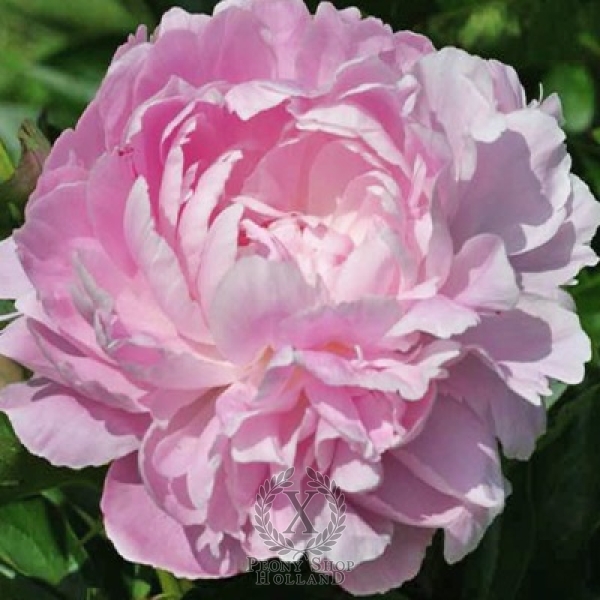 Peony Lady Orchid