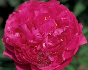 Thumbnail of Peony Langley, image 1 of 1