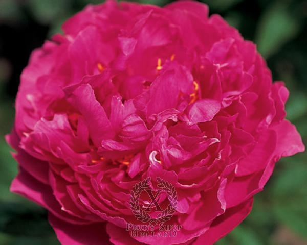 Peony Langley