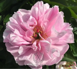 Thumbnail of Peony Lararium, image 1 of 2