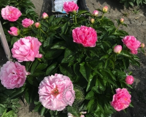 Thumbnail of Peony Lararium, image 2 of 2