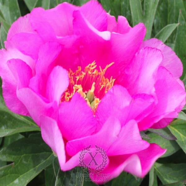 Peony Lavender Splash