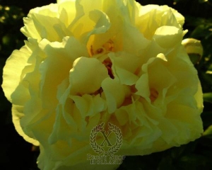 Thumbnail of Peony Lemon Chiffon, image 1 of 2