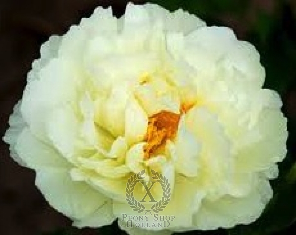 Peony Lemon Clouds