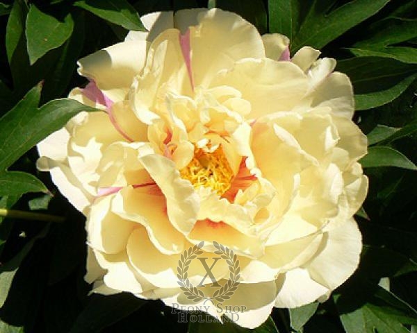 Peony Lemon Dream