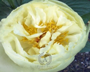 Thumbnail of Peony Lemon Hayes, image 1 of 1