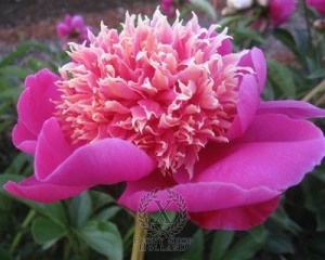 Thumbnail of Peony Leslie Peck, image 1 of 1
