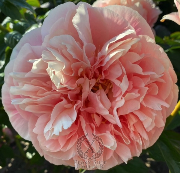 Peony Leucothea®