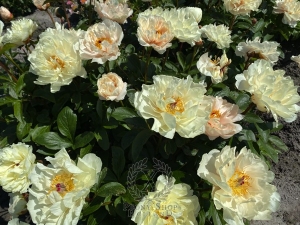 Thumbnail of Peony Libary of Alexandria, image 1 of 1