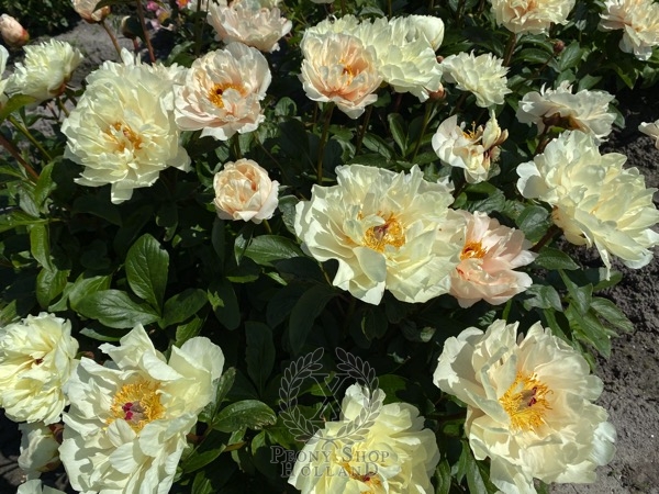 Peony Libary of Alexandria