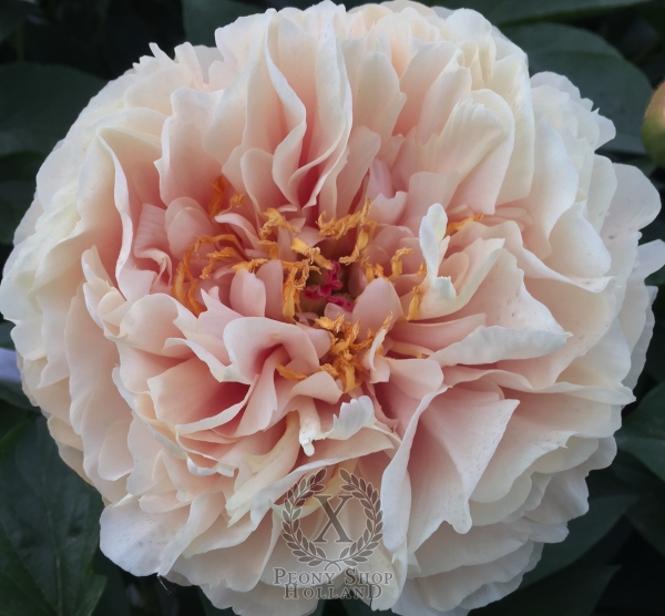 Peony Libera