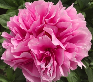 Thumbnail of Peony Licinius, image 1 of 4