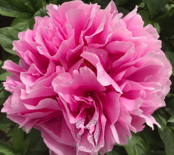 Peony Licinius