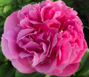 Thumbnail of Peony Licinius, image 2 of 4