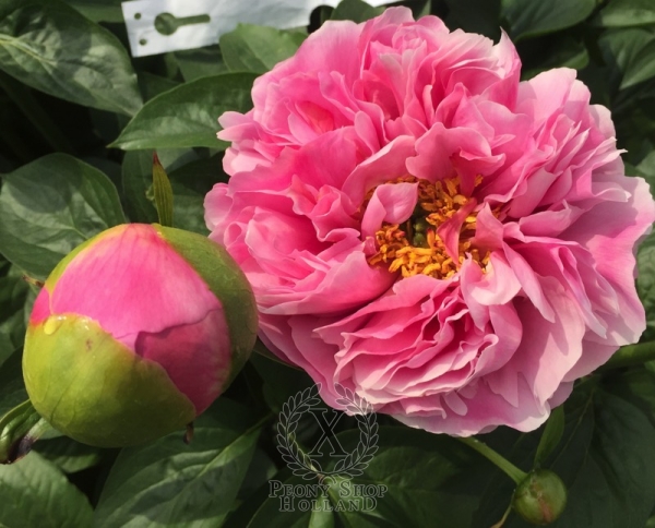 Peony Licinius, image 3 of 4