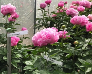 Thumbnail of Peony Licinius, image 4 of 4