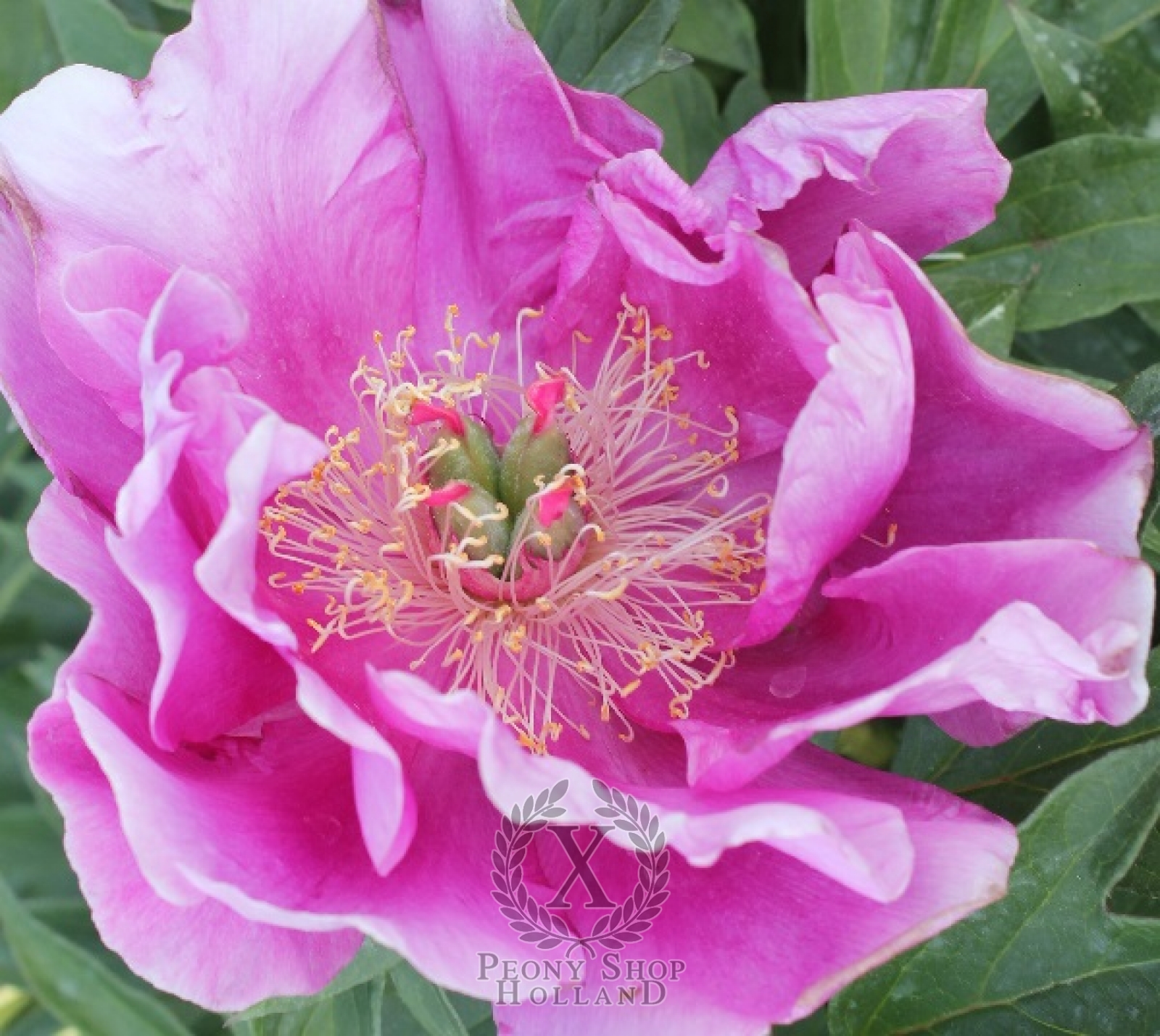 Peony Lilac Flash Itoh Hybrid at peony nursery