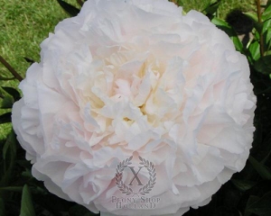 Thumbnail of Peony Lillian Wild, image 1 of 1