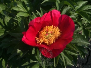 Thumbnail of Peony Little Corporal, image 1 of 4