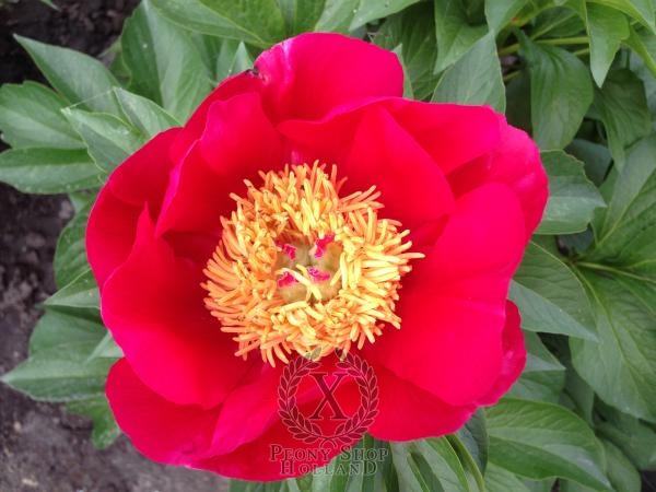 Peony Little Corporal, image 2 of 4