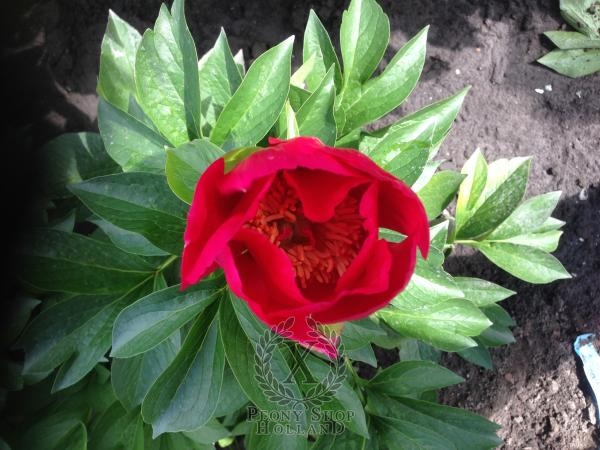 Peony Little Corporal, image 3 of 4