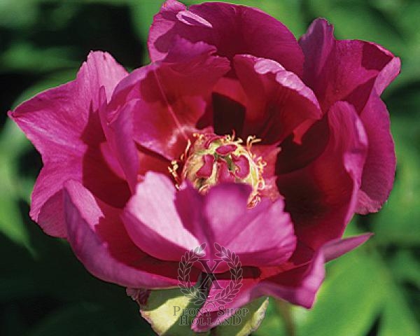 Peony Little Darlin, image 1 of 1