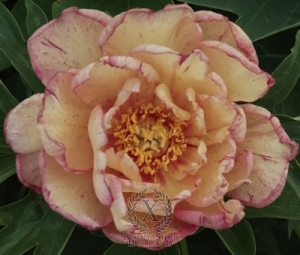 Thumbnail of Peony Little Edgy, image 1 of 1
