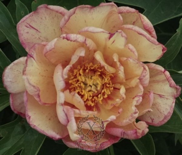 Peony Little Edgy