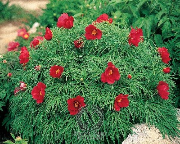 Peony Little Red Gem