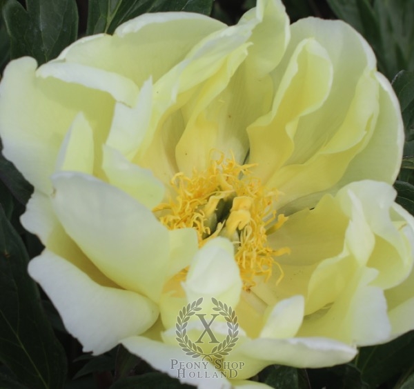 Peony Little Splash