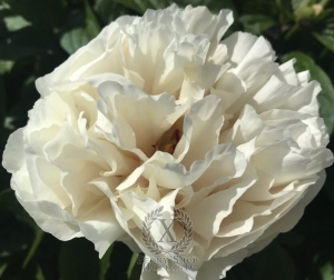 Thumbnail of Peony Livia Drusilla®, image 1 of 5