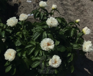 Thumbnail of Peony Livia Drusilla®, image 2 of 5