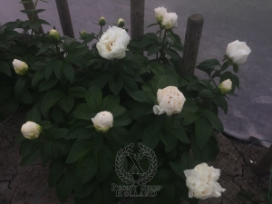 Thumbnail of Peony Livia Drusilla®, image 3 of 5