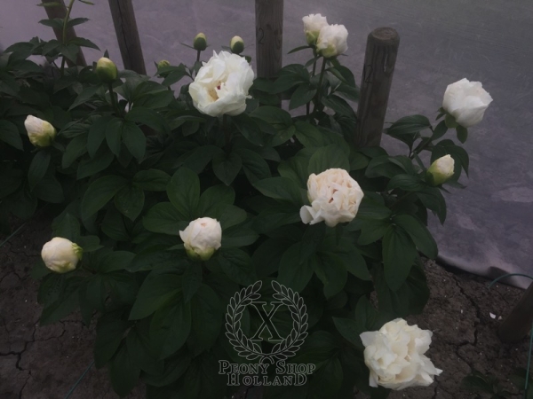 Peony Livia Drusilla®, image 3 of 5