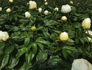 Thumbnail of Peony Livia Drusilla®, image 4 of 5