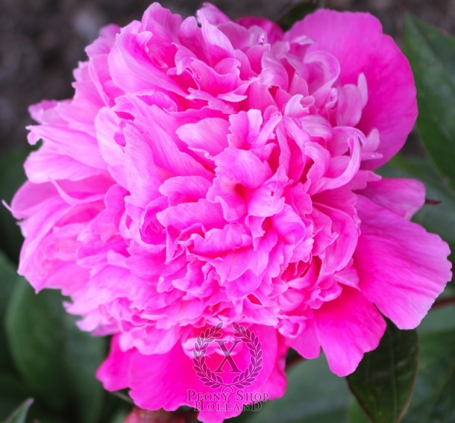 Peony Lois at peony nursery