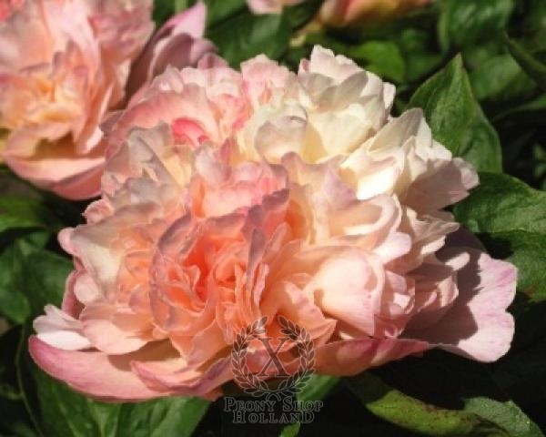 Peony Lois Choice