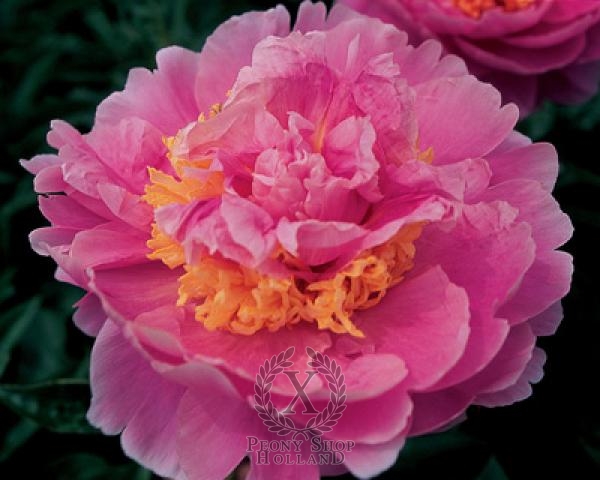 Peony Lois E. Klehm
